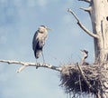 Great Blue Herons in the Nest Royalty Free Stock Photo