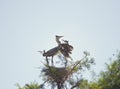 Great Blue Herons in the nest Royalty Free Stock Photo