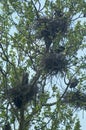 Great Blue Herons nests Royalty Free Stock Photo