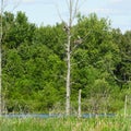 Great Blue Herons on tree nests in rookery Royalty Free Stock Photo