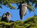 Great Blue Herons perched on the tree Royalty Free Stock Photo
