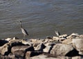 Great Blue Herons on the river edge Royalty Free Stock Photo