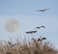 Great Blue Herons with Super moon rising Royalty Free Stock Photo