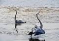 Great Blue Herons are territorial in feeding grounds Royalty Free Stock Photo