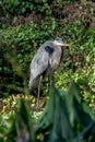 Great Blue Herron meanders in the forest Royalty Free Stock Photo