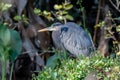 Great Blue Herron meanders in the forest