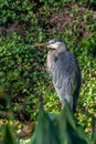 Great Blue Herron meanders in the forest