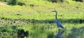 Great blue herron Royalty Free Stock Photo