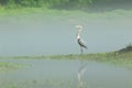 Great blue herron Royalty Free Stock Photo
