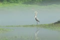 Great blue herron