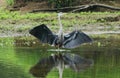 Great blue herron spreading wings Royalty Free Stock Photo