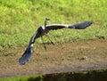 Great blue herron Royalty Free Stock Photo