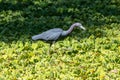 Great Blue Herron wades through the green foliage of the swampy waters