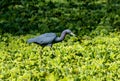 Great Blue Herron wades through the green foliage of the swampy waters