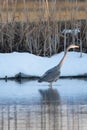 Great Blue Herron with reflection