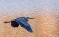 Great blue heron soaring over golden water in autumn