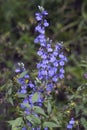 Great Blue Lobelia siphilitica Wildflower Royalty Free Stock Photo