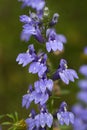 Great Blue Lobelia siphilitica Wildflower Royalty Free Stock Photo