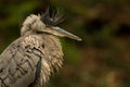 Great Blue Ruffled