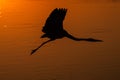 Great Blue Silhouette