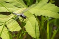 Male Chalk-fronted Corporal (Ladona julia) dragonfly.