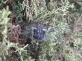 Great Blue Skimmer - Libellula vibrans Dragonfly on Shrub Royalty Free Stock Photo