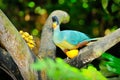 Great Blue Turaco Royalty Free Stock Photo