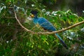 Great blue turaco, Corythaeola cristata, bird sitting on the tree branch in the nature habitat. Blue turaco in Kibale Forest in Royalty Free Stock Photo