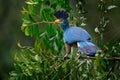 Great blue turaco, Corythaeola cristata, bird sitting on the tree branch in the nature habitat. Blue turaco in Kibale Forest in Royalty Free Stock Photo