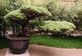 Great bonsai in a pot on the terrace Pinus pentaphylla