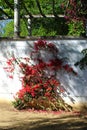 Great bougainvillea blossomed along the white wall. Bougainvillea spectabilis Royalty Free Stock Photo