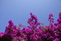 Great bougainvillea Calvi Corsica mediterranean sea Royalty Free Stock Photo