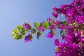 Great bougainvillea Calvi Corsica mediterranean sea Royalty Free Stock Photo