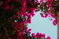 Great bougainvillea flowers with sky in the background Royalty Free Stock Photo