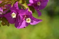 Great bougainvillea Royalty Free Stock Photo