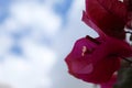 Great bougainvillea opposite the cloudy sky. A beautiful flower