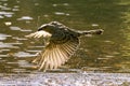 Great bowerbird in flight over water, Australia Royalty Free Stock Photo