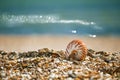 Great British summer pebble beach with sea shell