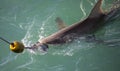 Large bronze shark being lured into the boat cages with a bait hook in the shark alley in Gansbaai South Africa