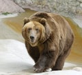 Great brown bear