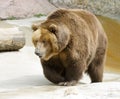 Great brown bear