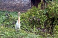 Great Brown-chested White Egret on Green Wet Field