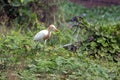 Great Brown-chested White Egret on Green Wet Field