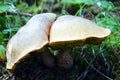 Great porcino mushroom in forest. Close up Royalty Free Stock Photo