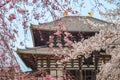 Great Buddha Hall of todaiji with cherry blossom