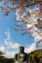 Great Buddha Kamakura, cherry blossom, blue sky Royalty Free Stock Photo