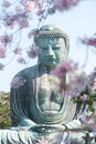 Great Buddha at Kotoku-in with beautiful cherry blossoms. Kamakura, Japan