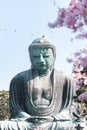 Great Buddha at Kotoku-in with beautiful cherry blossoms. Kamakura, Japan