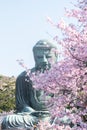 Great Buddha at Kotoku-in with beautiful cherry blossoms. Kamakura, Japan