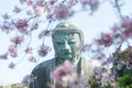 Great Buddha at Kotoku-in with beautiful cherry blossoms. Kamakura, Japan